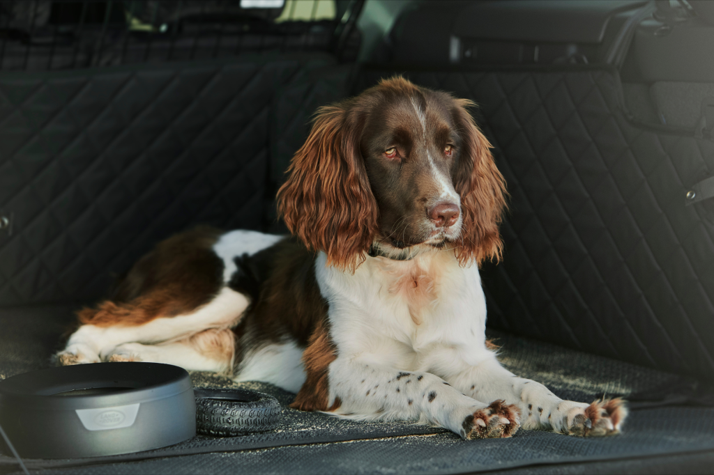 Perro descansando en el maletero de un Land Rover Defender equipado para viajar con mascotas en Panamá.